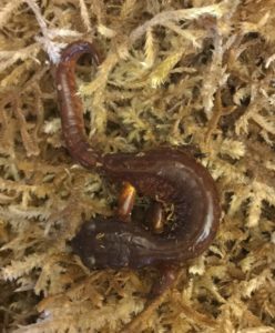 Ensatina salamander (Photo: Tom Brandt)