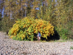 Japanese knotweed plants turn yellow in September. Time to act!