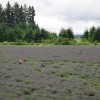 Grass border around field