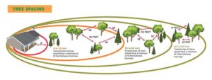 Space trees farther apart in the Intermediate Zone. (NFPA.org)