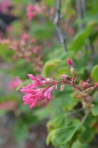 Red-flowering currant is an oak associated native plant.