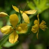 Greater Celandine, Chelidonium majus