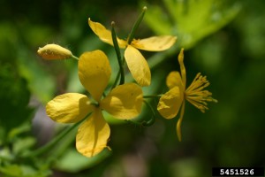 Greater Celandine, Chelidonium majus