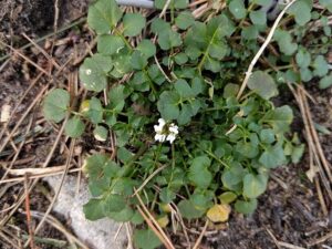 Hairy bittercress with white flower.