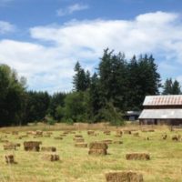 Hay field at the Beavercreek Farm