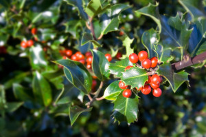 Green leaves and red berries of English holly