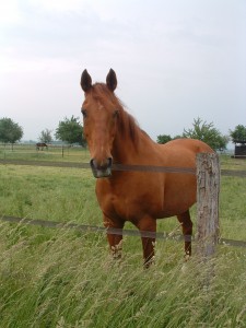 Healthy pastures contribute to good horse health.