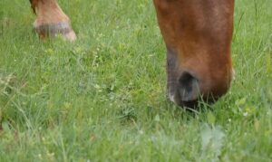 Healthy horse pastures feed healthy horses!