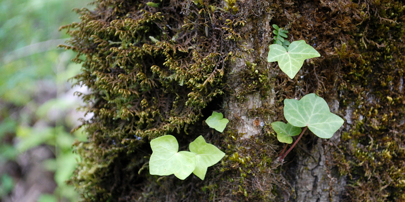 Ivy (Hedera species) - Tualatin SWCD