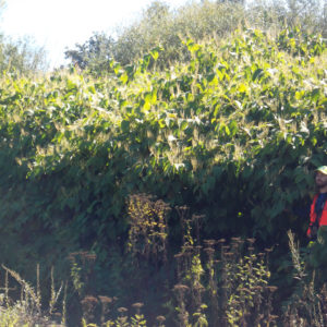 WeedWise staff Jeff Lesh with flowering knotweed.