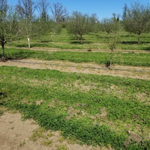 Is subterranean clover a good cover crop choice for your orchard operation?