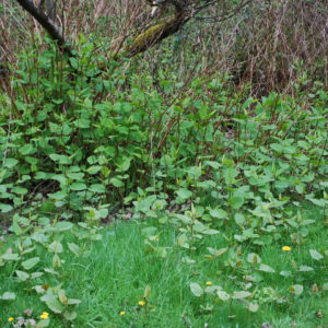 Knotweed emerging in the spring