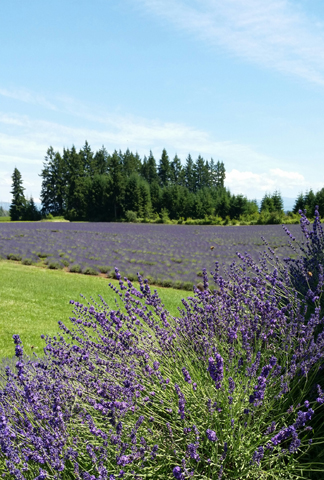 lavender festival clackamas