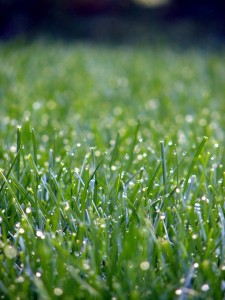 Achieving the perfect lawn can be challenging.