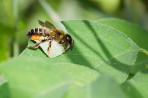 Leafcutter Bee (Photo: Bernhard Plank)