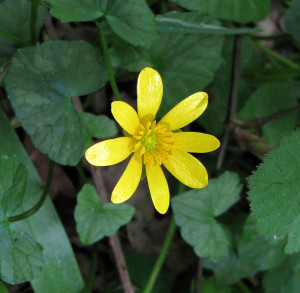 Lesser Celandine photo by Natalie S