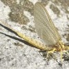 Mayfly_subimago