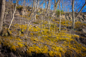 Moss can help minimize erosion. Photo by Jason Bolonski