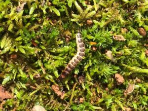 Moss provides habitat for invertebrates. Photo by Cathy Burk.