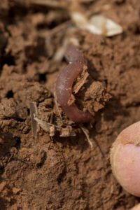 Organic matter and microbes contribute to healthy soils.