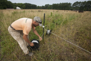 Rotational grazing is an excellent pasture management practice. (Photo: NRCS)