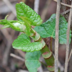 Stems and leaves emerge in the spring.