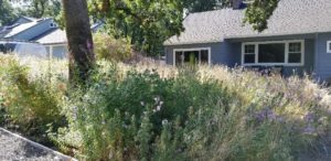 This backyard habitat features a diversity of native plants.