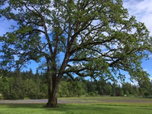 Oregon White Oak is a conservation priority in Oregon and for the Clackamas SWCD!