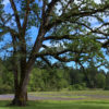 Oregon white oak is the only native oak species in British Columbia, Washington, and northern Oregon