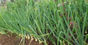 rows of onions growing on a farm