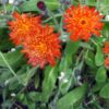 Orange Hawkweed 400x800