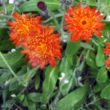 May Invasive Weed of the Month: Orange Hawkweed Orange Hawkweed 400x800