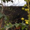 Oregon Grape 800x400