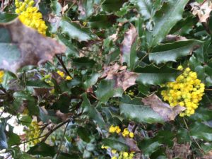 Oregon grape is Oregon's state plant and supports our native birds and wildlife.