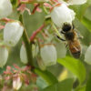 Pollinator-on-Blueberry-800x400