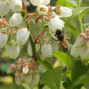 Pollinator on Blueberry photo by Jeremy Baker