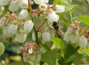 Pollinator on Blueberry photo by Jeremy Baker