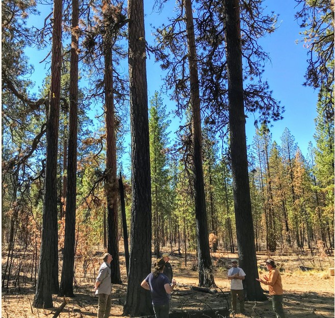 Forest after wildfire with partially burned trees, people in foreground looking at trees.