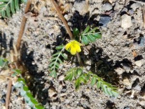 Puncture vine has small yellow flowers and can thrive on gravel.