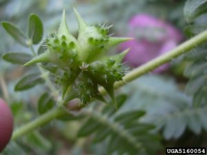 Ouch! The seed heads on puncturevine give it its well-deserved name.