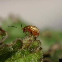 Ragwort Flea Beetle photo: Eric Coombs, Oregon Dept. of Ag., Bugwood.org