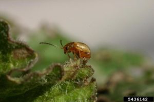 Ragwort Flea Beetle photo: Eric Coombs, Oregon Dept. of Ag., Bugwood.org