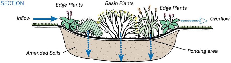 New Rain Garden Fact Sheet Available - Clackamas SWCD