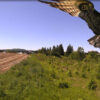 Red tailed hawk