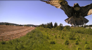 Image of a hawk flying over a farm field.