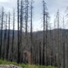 Invitation For Bid (IFB)- Post Wildfire Recovery Services Riverside Fire 2023 Hwy 224