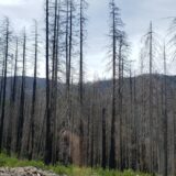 Invitation For Bid (IFB)- Post Wildfire Recovery Services Riverside Fire 2023 Hwy 224