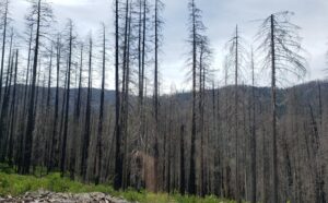 Riverside Fire damage along the Clackamas River.