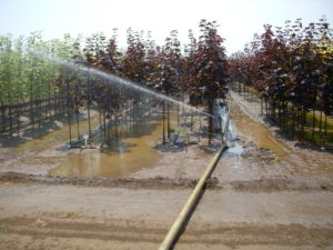 Overhead irrigation can cause runoff and erosion.