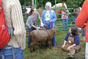 Livestock care is always a popular session.